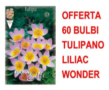 ERBJUDANDE 60 GULB BULBÄR TULPAN LILIAC WONDERBULBS BULBÄR