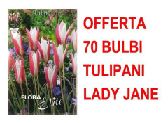 ERBJUDANDE 70 TULPANBULBER LADY JANE BULAR