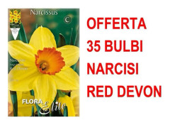ERBJUDANDE 35 NARCISSBULB LARGE-CUPPED RED DEVON BULBAR BULBES