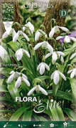 BUCANEVE GALANTHUS WORONOWII (FÖRPACKNING MED 10 HÖSTBULB)