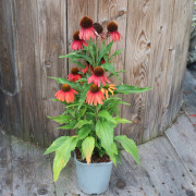 Echinacea Sensation Coral, Solhatt - Echinacea Sensation Coral