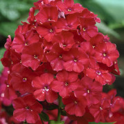 Phlox paniculata Röd, Höstflox, 1st - Phlox paniculata