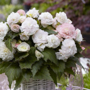 Begonia Wummi Apfelblüte 2st - Begonia x tuberhybrida Wummi Apfelblüte