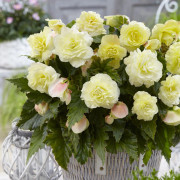 Begonia Wummi Creme 2st - Begonia x tuberhybrida Wummi Creme