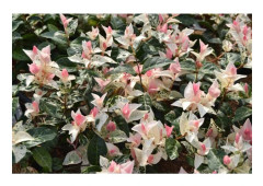 1 PLANT OF TRACHELOSPERMUM JASMIN JASMINE TRICOLOR POT 15CM