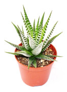 Haworthia fasciata "Big Band" - liten planta i 5,5 cm kruka