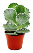 Cotyledon undulata - silver crown - saftigt skal - i kruka 8,5 cm