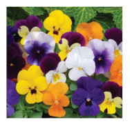 Frön - Horned Violet