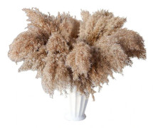 30 stjälkar torkat pampasgräs, vild pampasgräs fluffig pompas blommig, 17\" bulk pampasgräs dekor boho flödes torkade växter