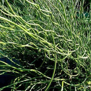 1 VÄXTS JUNCUS SPIRALIS I KRUKA 16CM, UTEVÄXTER, PERENNE