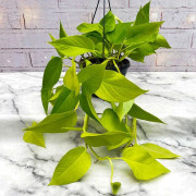 1 PLANTA EPIPREMNUM HÄNGANDE I KORG 15CM INOMHUSVÄXT RENAR LUFTEN