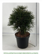 1 VÄXT AV SCIADOPITYS VERTICILLATA 24CM, UTOMHUSVÄXTER, NÅLARTADE VÄXTER