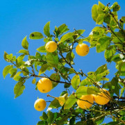 1 CITRUS LEMONPLANTA KVADRATISK KRUKA 14CM UTEVÄXTER, FRUKTVÄXTER