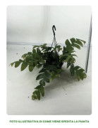 1 EPIPHYLLUM CHRYSOCARDIUM VÄXTA I KORG VAS 14CM, INOMHUSVÄXTER