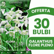 ERBJUDANDE 30 TORRA GALANTHUS NIVALIS FLORE PLENO LÖKAR LÖKAR