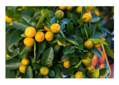 1 VÄXTS CITRUS CALAMONDINO KÄRNA 20CM UTOMHUSVÄXTER, FRUKTVÄXTER