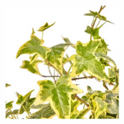 1 VÄXTA AV EDERA HELIX VARIEGATA KRUKA 9CM klätterväxt vägg pergola