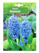 Hyacinthus - Blå Hyacint 3 st.