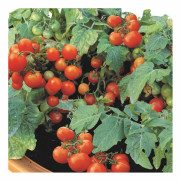 Körsbärstomat, Stickling 3-pack - Solanum lycopersicum Vilma