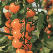 Körsbärstomat, Stickling 3-pack - Solanum lycopersicum Sungold