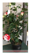 1 VÄXTSLAM CAMELIA JAPONICA COLETTI KRUKA 17CM