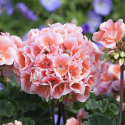Pelargon, Stickling 3-pack - Pelargonium x hortorum Moonlight ™ Loki