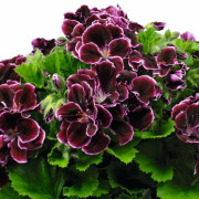 Änglapelargon, Stickling 3-pack - Pelargonium Novita ® Classic Plum