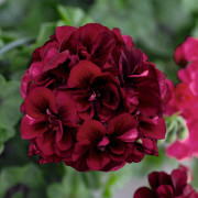 Hängpelargon, Stickling 3-pack - Pelargonium peltatum Royal Night