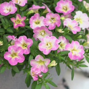 Småpetunia, Million Bells, Stickling 3-pack - Calibrachoa MiniFamous ® Neo Fancy Francy