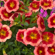 Småpetunia, Million Bells, Stickling 3-pack - Calibrachoa MiniFamous ® Neo Smoothie