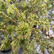 Kanadalärk - Larix laricina Arethusa Bog (Storlek: 90 stam C5)