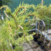 Europeisk lärk - Larix decidua Horstmann (Storlek: 90 stam C5)