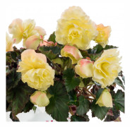 Begonia, Stickling 3-pack - Begonia Fragrant Falls ® Lemon