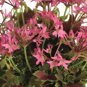 Stjärnpelargon, Stickling 3-pack - Pelargonium x hortorum Lotusland