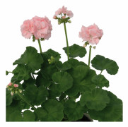 Mårbackapelargon, Stickling 3-pack - Pelargonium x hortorum Mårbacka