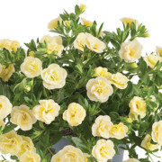 Småpetunia, Million Bells, Stickling 3-pack - Calibrachoa Cabaret ® Double Light Yellow