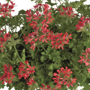 Doftpelargon, Stickling 3-pack - Pelargonium Concolor Lace