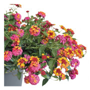 Eldkrona, Stickling 3-pack - Lantana camara PassionFruit Rose and Yellow
