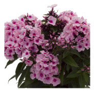 Höstflox, Stickling 3-pack - Phlox paniculata Famous ™ Pink Eye