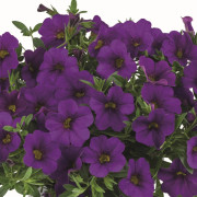 Småpetunia, Million Bells, Stickling 3-pack - Calibrachoa Cabaret® Early Deep Blue