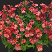 Nemesia, Stickling 3-pack - Nemesia Sunsatia ® Plus Little Watermelon