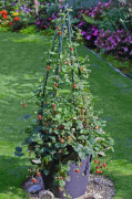 Klätterjordgubbe, Stickling 3-pack - Fragaria x ananassa Hummi® KletterToni