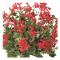 Hängpelargon, Stickling 3-pack - Pelargonium peltatum Evka Rood ®
