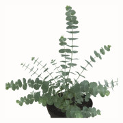 Eucalyptus, Stickling 3-pack - Eucalyptus cinerea Baby Blue Bouquet