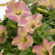 Petunia, Stickling 3-pack - Petunia x hybrida Tea ™ Flamingo