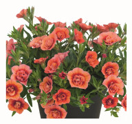 Småpetunia, Million Bells, Stickling 3-pack - Calibrachoa Superbells ™ Unique Double Salmon