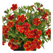 Småpetunia, Million Bells, Stickling 3-pack - Calibrachoa Superbells ™ Double Redstone