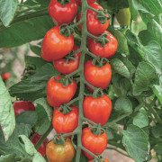 Körsbärstomat (Jordgubbstomat), Stickling 3-pack - Solanum lycopersicum Lovertino