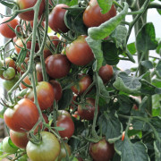 Körsbärstomat, Stickling 3-pack - Solanum lycopersicum Black Cherry