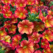 Småpetunia, Million Bells, Stickling 3-pack - Calibrachoa MiniFamous ® Uno Bakari